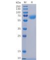 sp-pme100476 cd48 sp1