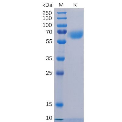 sp-pme100476 cd48 sp1