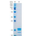 sp-pme100478 gitr ligand sp1