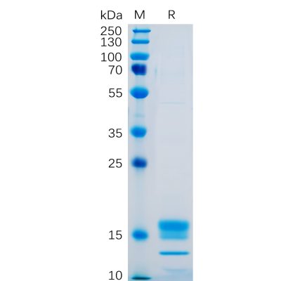 sp-pme100478 gitr ligand sp1