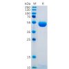 sp-pme100479 ctla 4 sp1