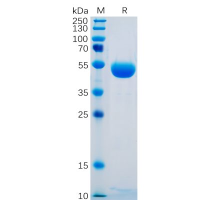 sp-pme100479 ctla 4 sp1