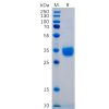 sp-pme100480 pd l1 sp1