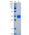 sp-pme100480 pd l1 sp1