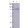 sp-pme100484 icos sp1