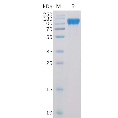 sp-pme100490 ace2 sp1