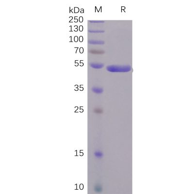 sp-pme100496 s1 protein ctd sp1