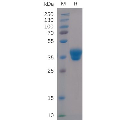 sp-pme100499 igg1 fc sp1