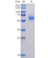 sp-pme100504 nucleocapsid sp1