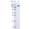 sp-pme100509 cd10 sp1