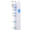 sp-pme100510 b7 h6 sp1