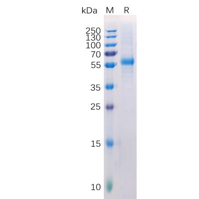 sp-pme100512 lag3 sp1