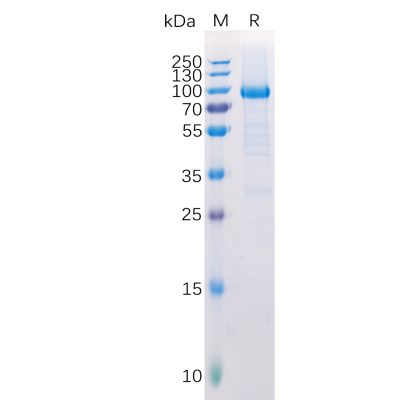 sp-pme100513 lag3 sp1