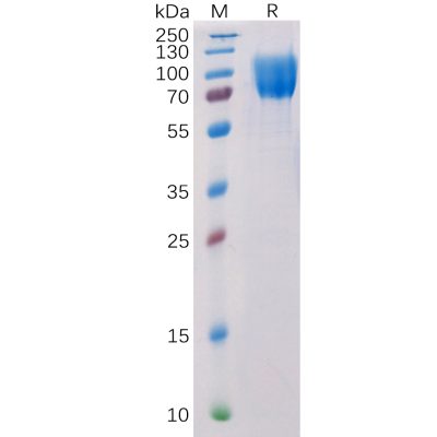 sp-pme100519 cd117 sp1