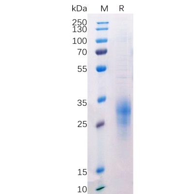 sp-pme100524 btla sp1