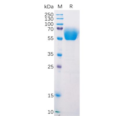 sp-pme100525 btla sp1