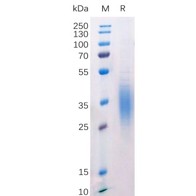 sp-pme100526 btla sp1