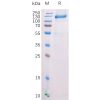 sp-pme100528 fap sp1