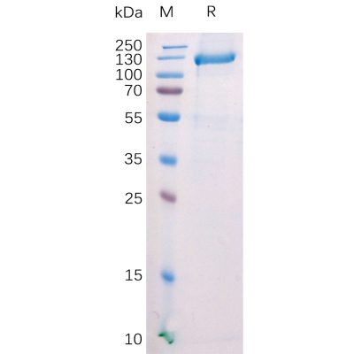 sp-pme100528 fap sp1