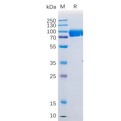 sp-pme100531 sirpa sp1