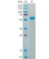 sp-pme100539 s protein rbd sp1