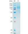 sp-pme100544 yap1 sp1