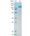 sp-pme100545 psma sp1