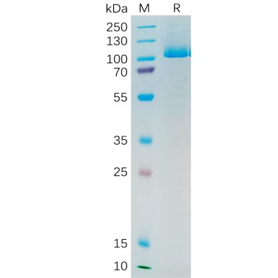 sp-pme100545 psma sp1