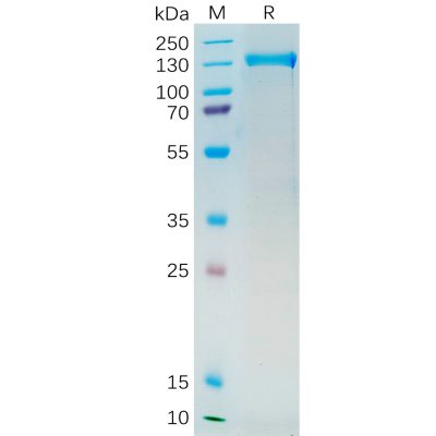 sp-pme100546 psma sp1