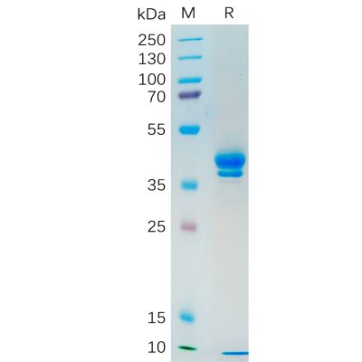 sp-pme100547 muc1 sp1