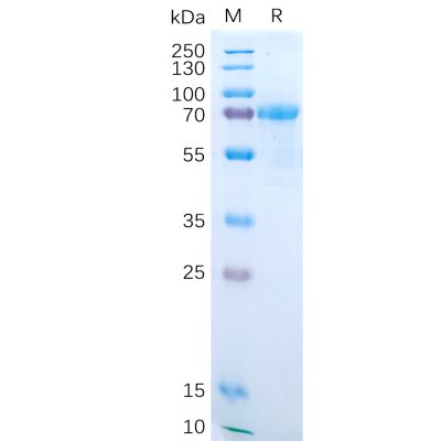 sp-pme100548 il15ra sp1