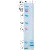 sp-pme100557 il2 sp1
