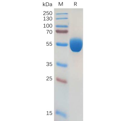 sp-pme100564 gm csf sp1