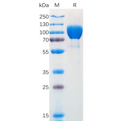 sp-pme100571 ntrk1 sp1