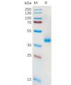 sp-pme100572 slc7a11 sp1