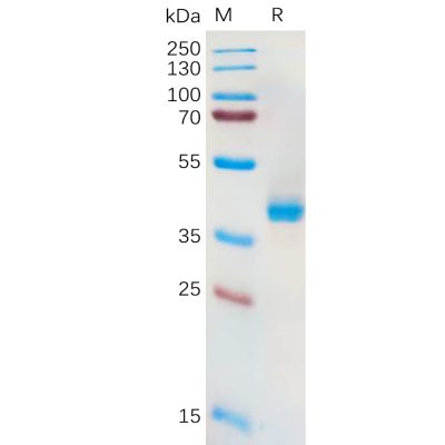 sp-pme100572 slc7a11 sp1