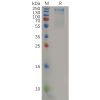 sp-pme100581 cd45 sp1