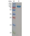 sp-pme100582 cd26 sp1