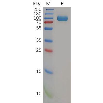 sp-pme100582 cd26 sp1