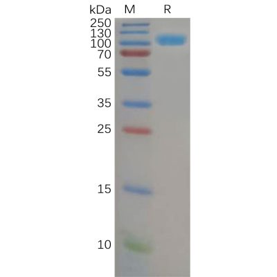 sp-pme100590 cd26 sp1