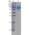 sp-pme100605 crtam sp1