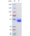 sp-pme100606 cd69 sp1 1