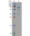 sp-pme100612 eva1c sp1