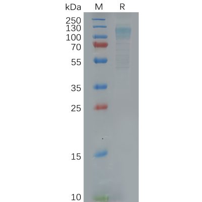 sp-pme100622 adgre1 sp1