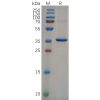 sp-pme100648 nefl sp1