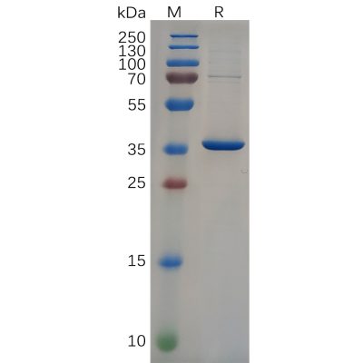 sp-pme100648 nefl sp1