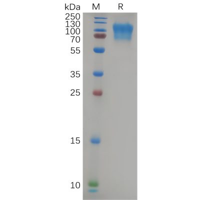 sp-pme100656 cd164 sp1