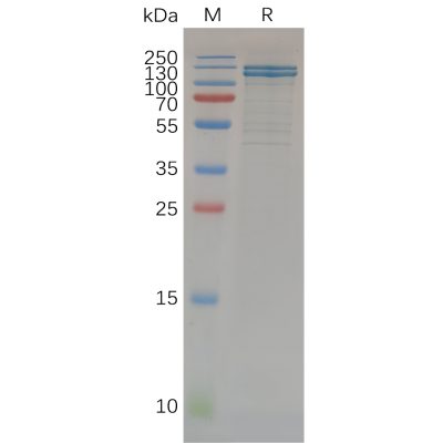 sp-pme100674 cdh1 sp1