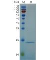 sp-pme100678 rnase4 sp1