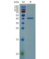 sp-pme100679 rnase4 sp1